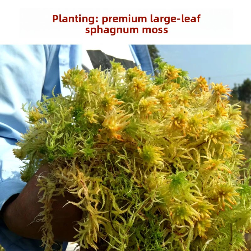 Lumut Sphagnum Kering Kelas A, - Preserved Moss Sheet ulasan dan harga