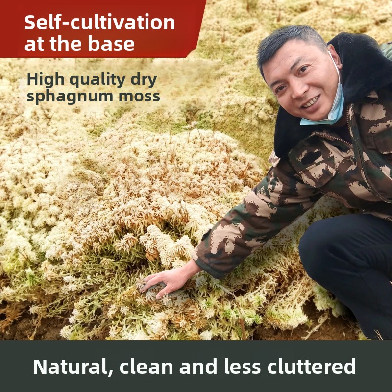 Lumut Sphagnum Kering Kelas A, - Preserved Moss Sheet ulasan dan harga