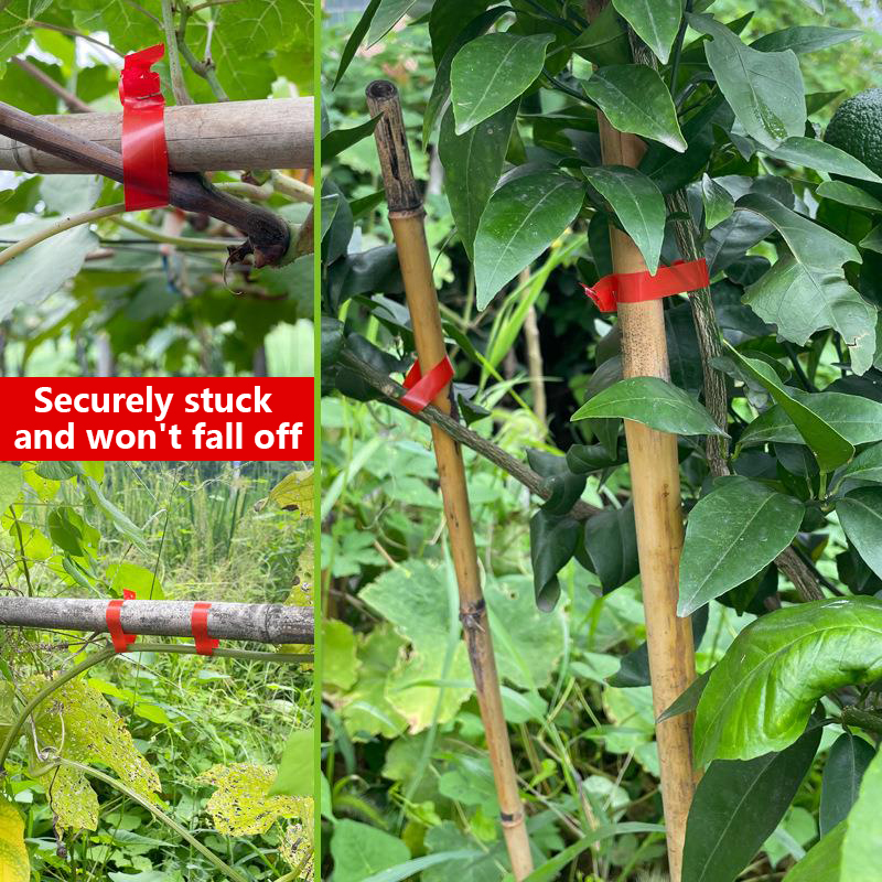 Mesin Pengikat Tanaman Kebun R - Florist Supply Bulk ulasan dan harga