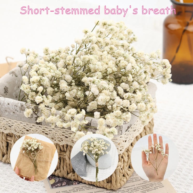 50pcs Bunga Gypsophila Baby's  - Florist Supply Vases ulasan dan harga