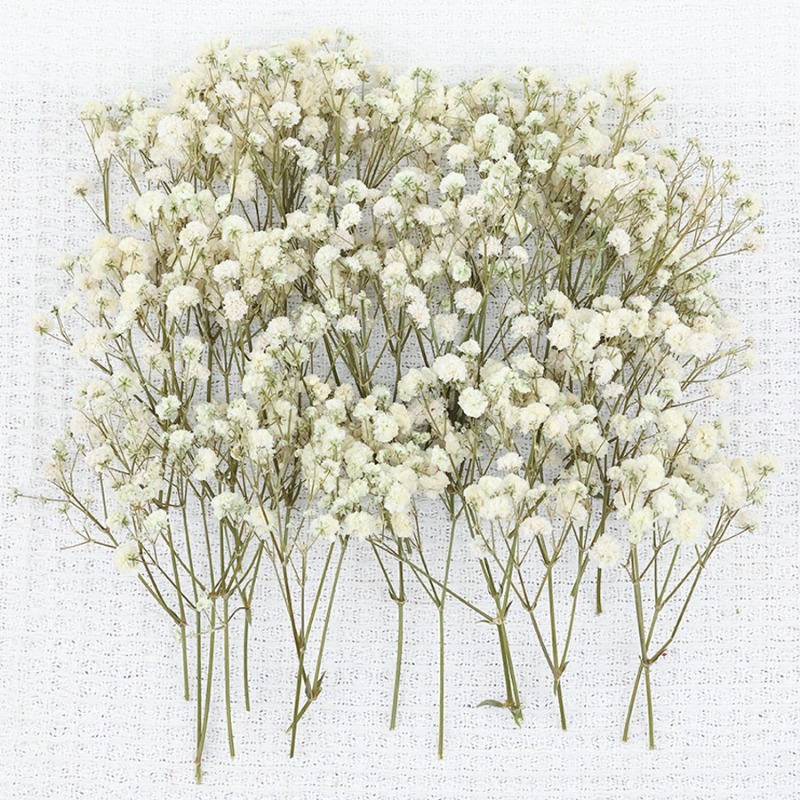50pcs Bunga Gypsophila Baby's  - Florist Supply Vases ulasan dan harga