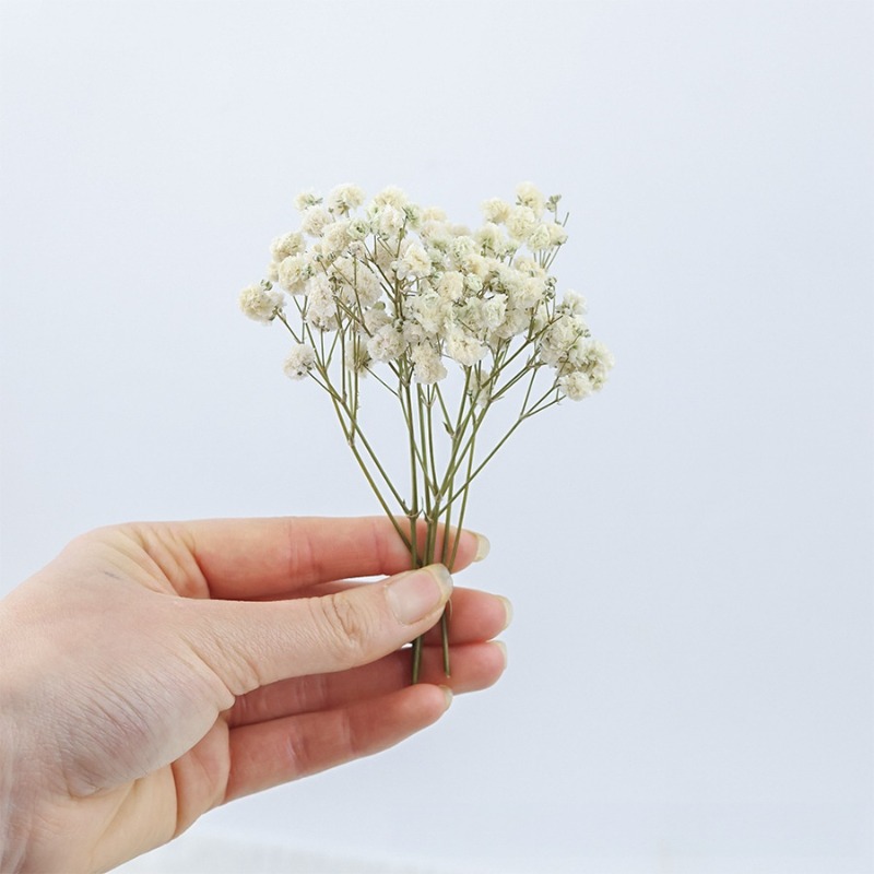 50pcs Bunga Gypsophila Baby's  - Florist Supply Vases ulasan dan harga